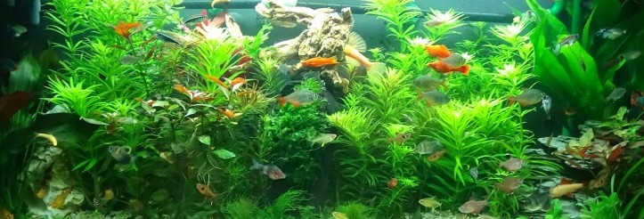 moje rybičky a ich zahradka