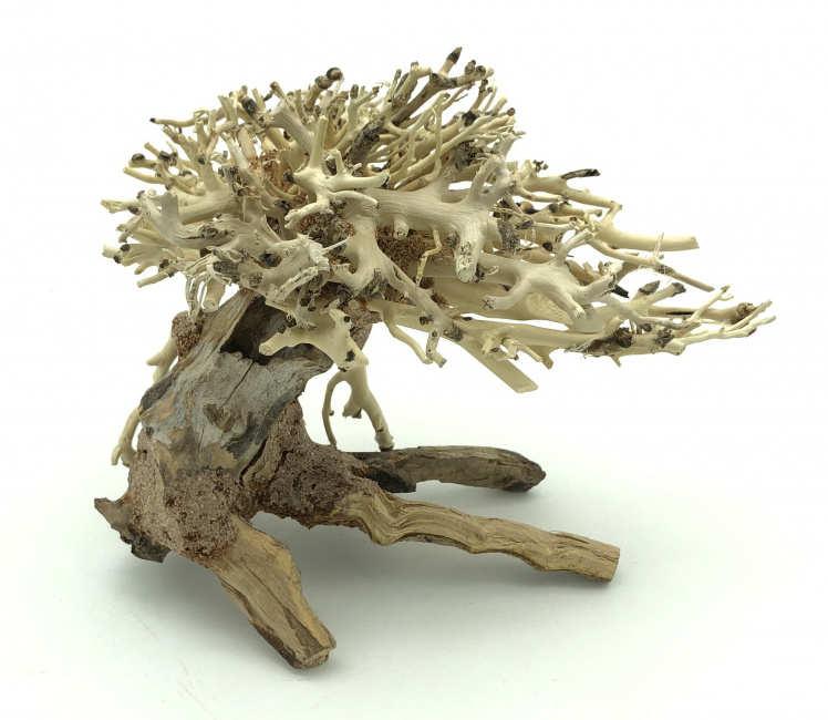 Bonsai Driftwood 15 x 12 x 13 cm No.13