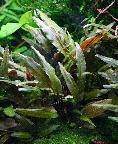 https://cdn.rostlinna-akvaria.cz/upload_hu/32308-1207055991.jpg