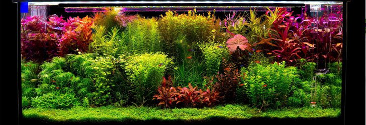 Akvarijní rostliny
