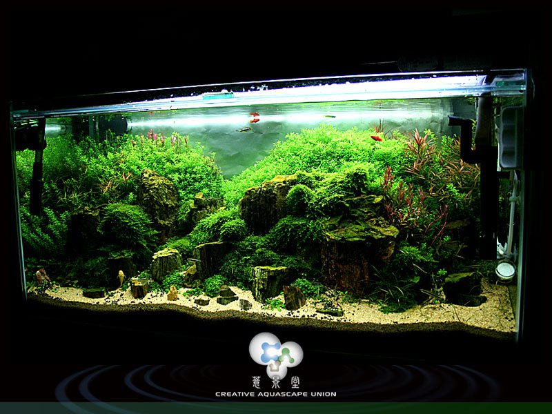 nature aquarium 12