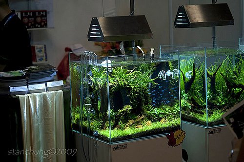 ADA aquarium