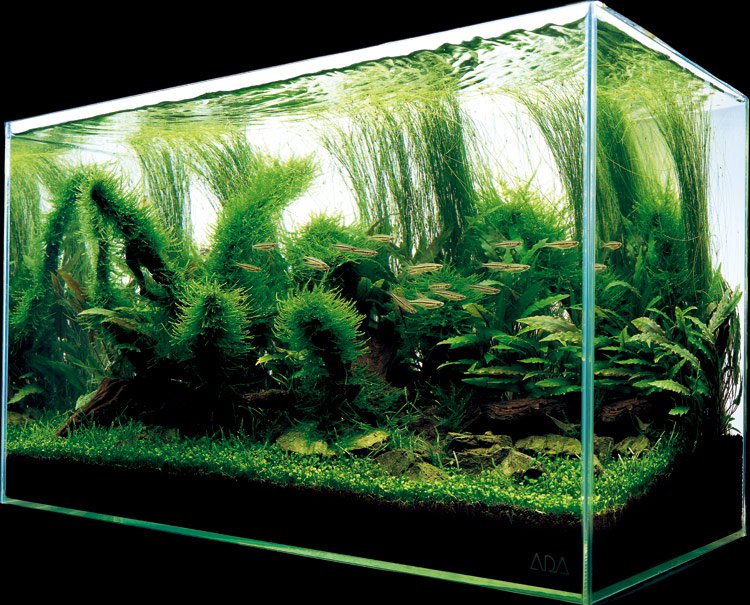 prirodni akvarium