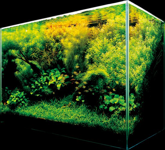 nature aquarium