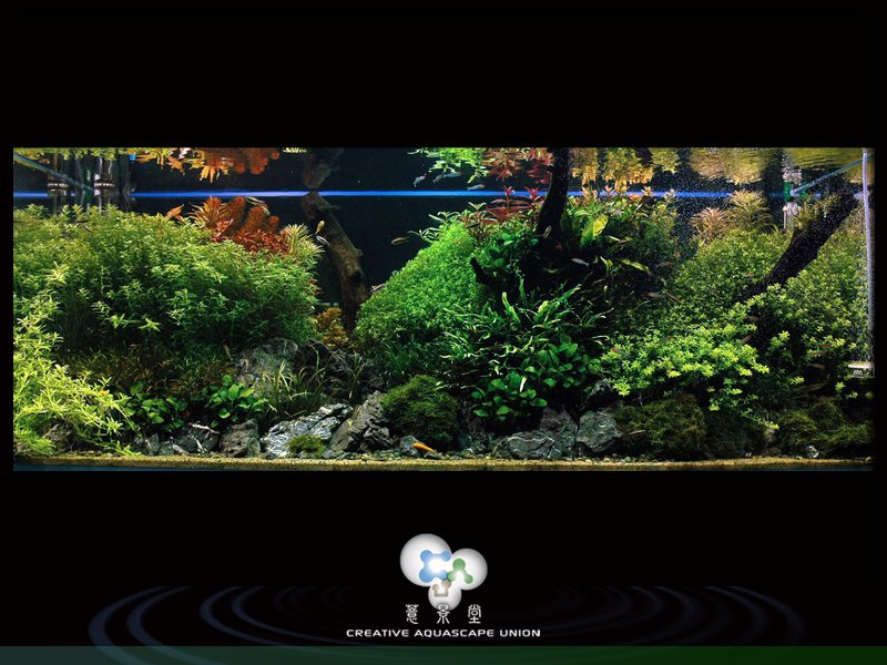 prirodni akvarium