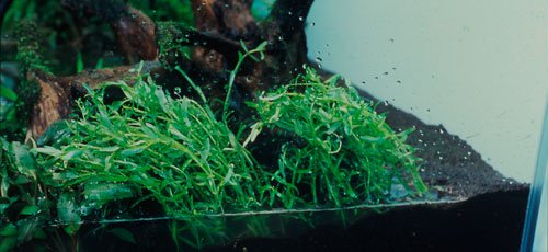 rotala sp. green