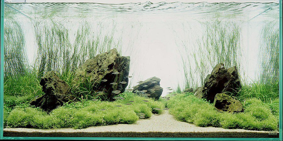 nature aquarium 2